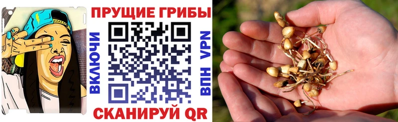 Галлюциногенные грибы мухоморы  дарк нет клад  Валдай 